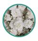 Preview: Schleierkraut, Gypsophila "XLENCE" - 5 Stiele, schwere Qualität!